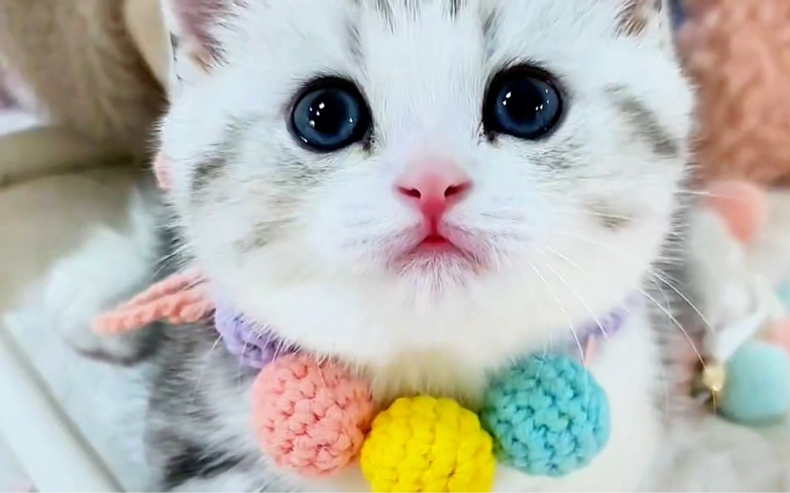 这么软萌的小奶猫你不想亲一口吗