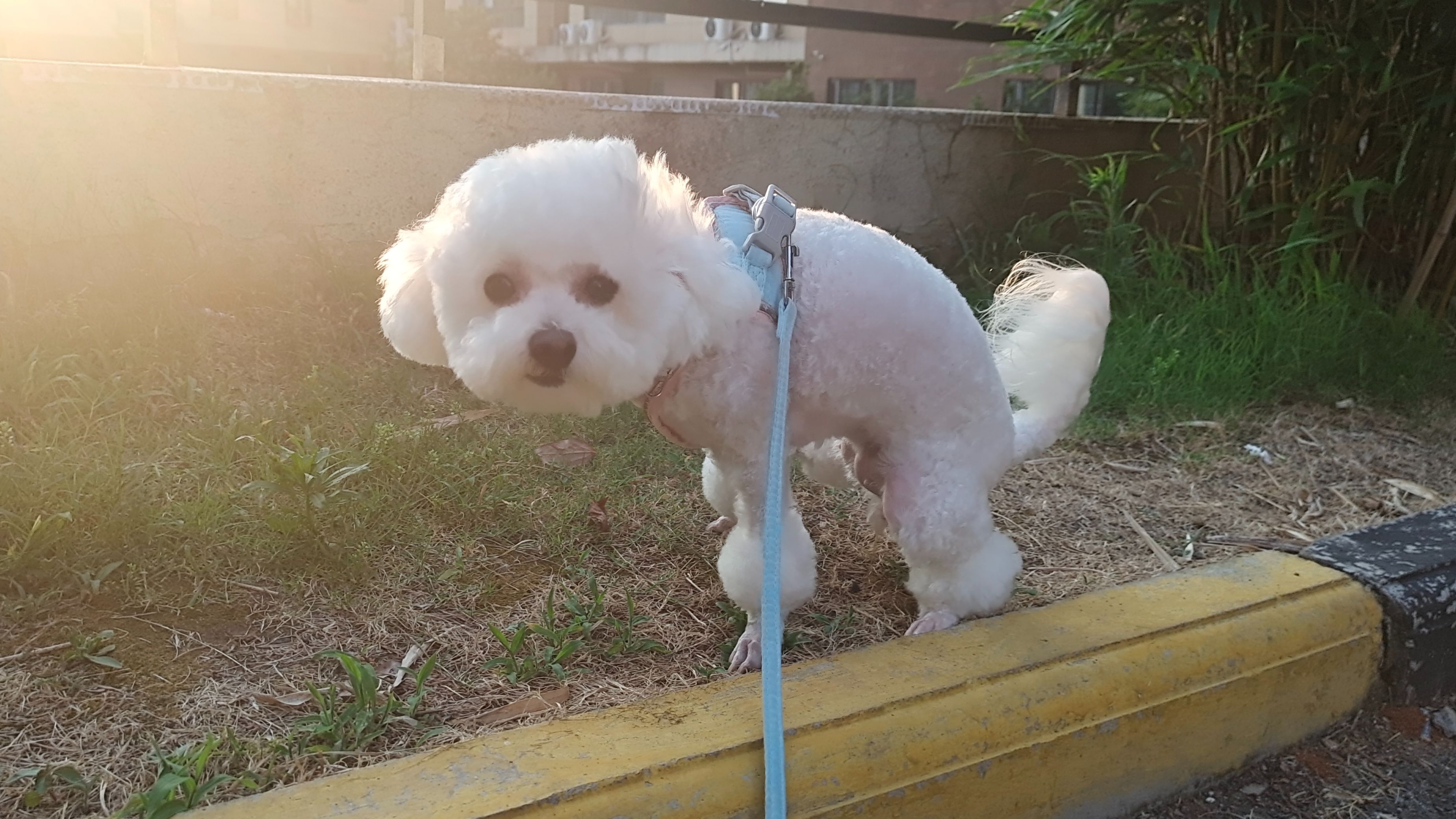 21比熊妹妹·五月:夏天来啦!换个新造型