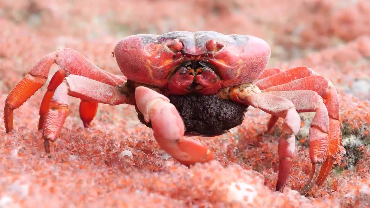 【youtube】母红蟹吃小红蟹