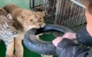 Скачать видео: 狮子与两脚兽抢玩具的，铁锤来帮忙