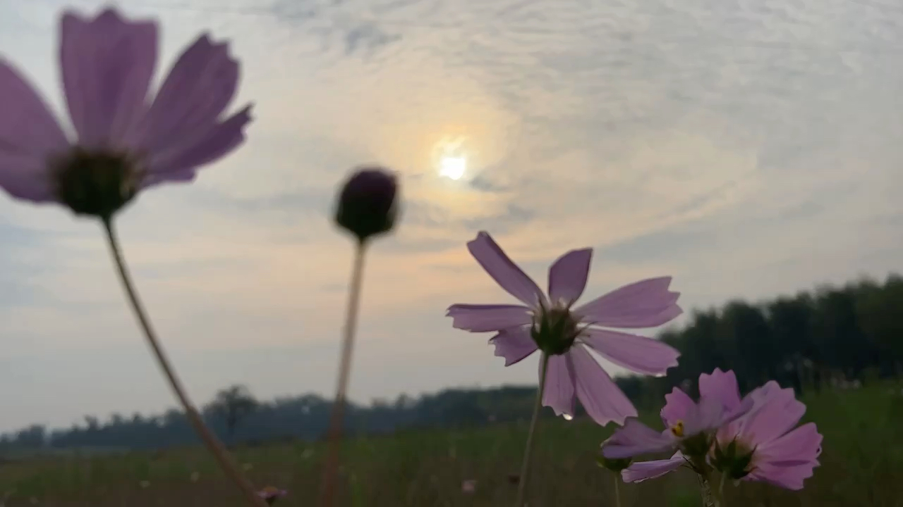 [图]花影上夕阳（二）