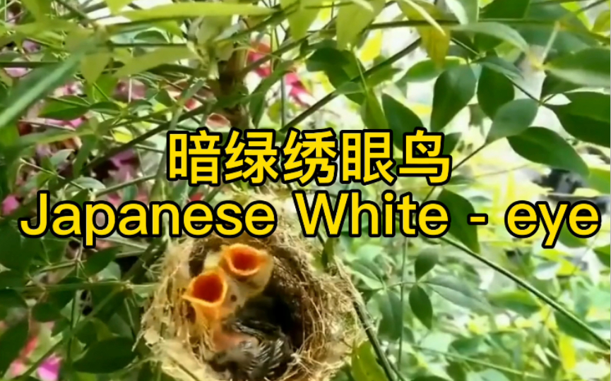 [图]暗绿绣眼鸟 Japanese White - eye