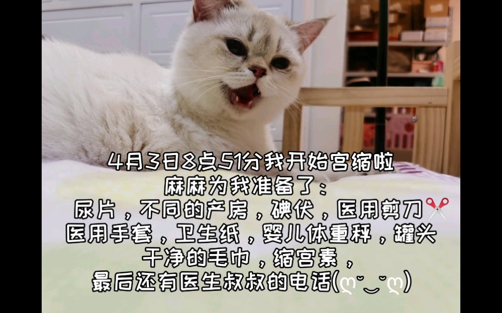 猫咪生宝宝的全过程哔哩哔哩bilibili