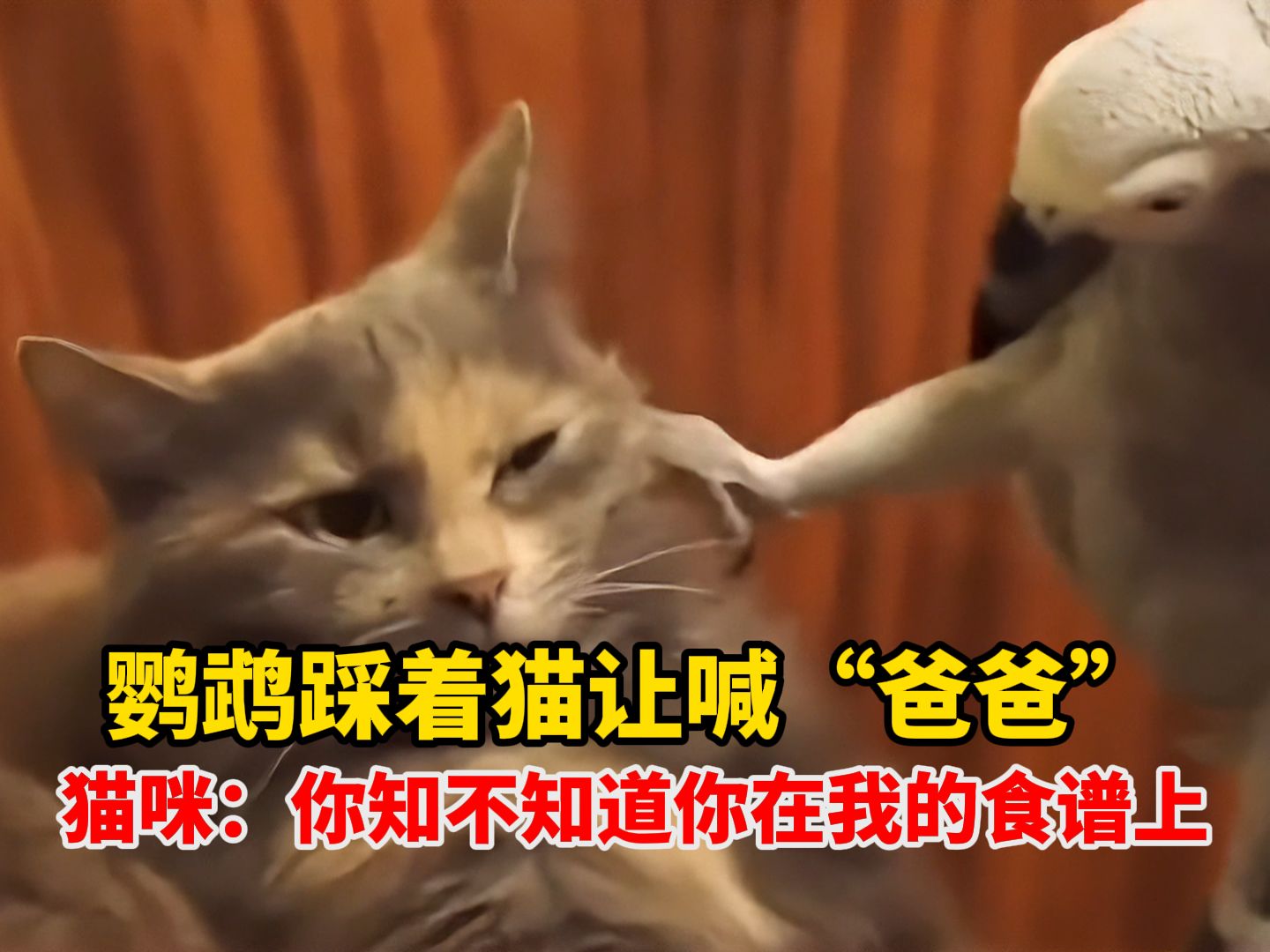 最嚣张的鹦鹉和情绪最稳定的猫!鹦鹉踩着猫让喊“爸爸”,猫咪:你知不知道你在我的食谱上!哔哩哔哩bilibili