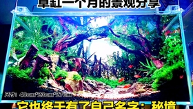 中文 多余的水草怎么保存 草缸4分钟小技巧 哔哩哔哩 つロ干杯 Bilibili