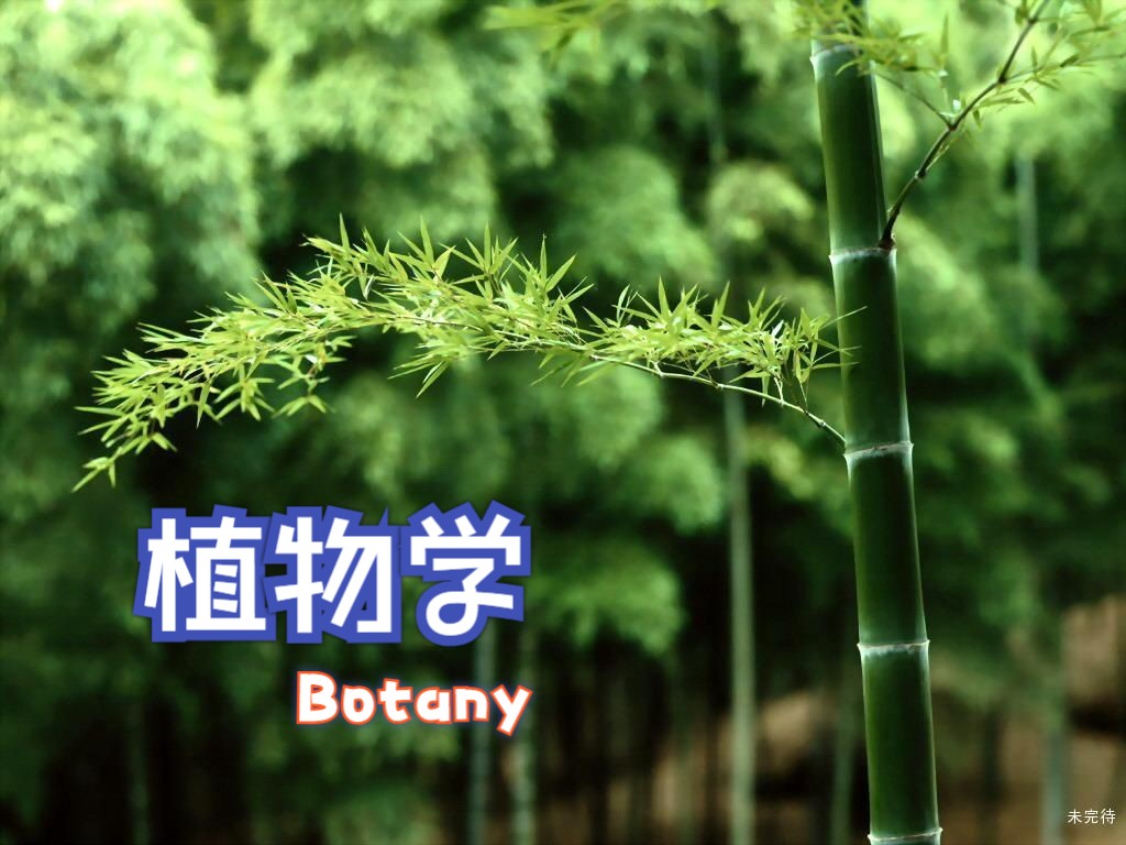 [图]植物学3——茎和叶