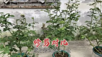 Télécharger la video: 夏季持续高温，月季正常剪与轻剪后的长势对比，解开了疑惑了