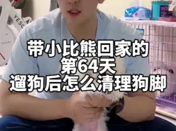 Download Video: 带小比熊回家的第64天，遛狗后怎么清理狗脚