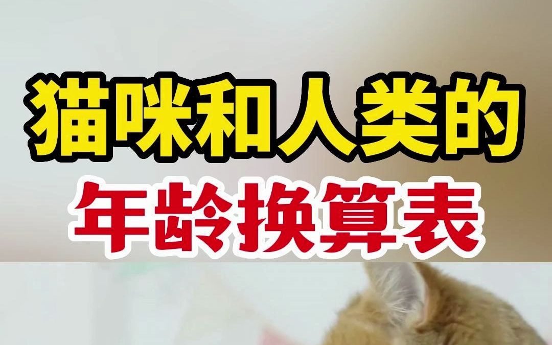 猫的年龄换算表,你家主子几岁啦?哔哩哔哩bilibili