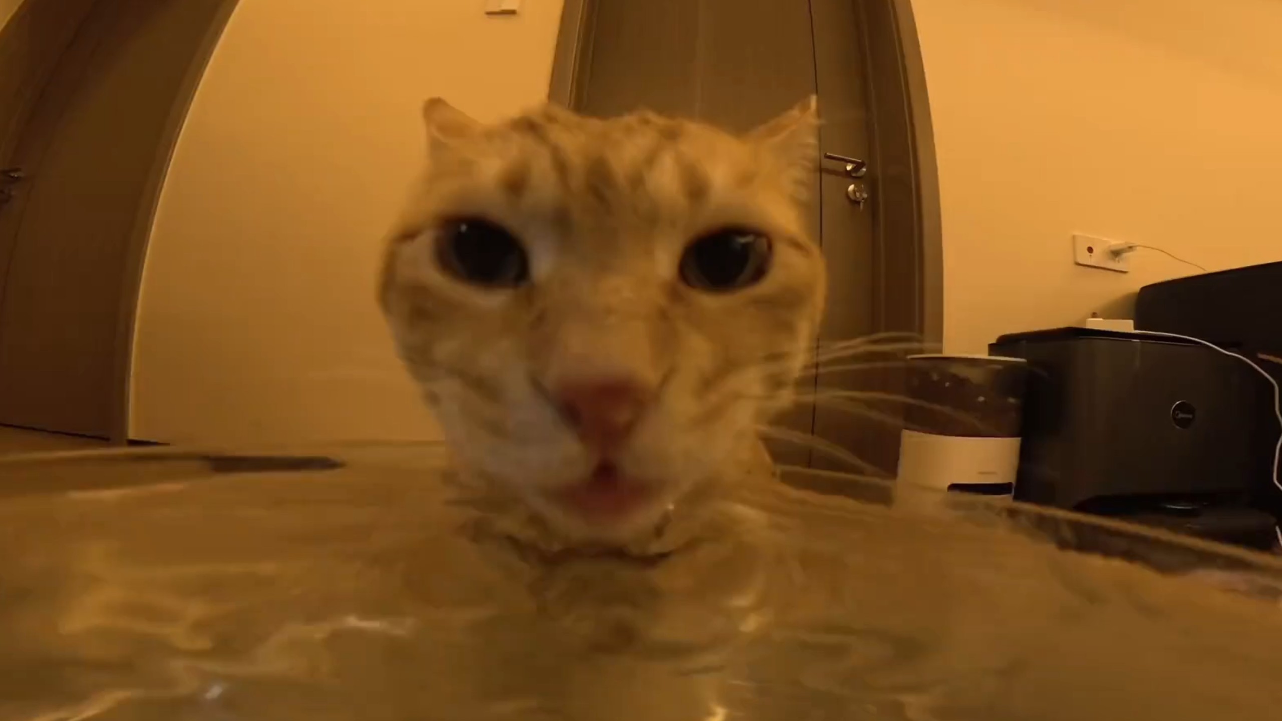 小猫为了家里不被水淹努力把水喝完