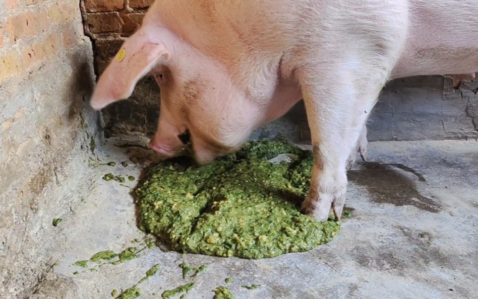 农家熟食猪吃的猪食连我都想吃几口,这样养出来的大猪肉质才好