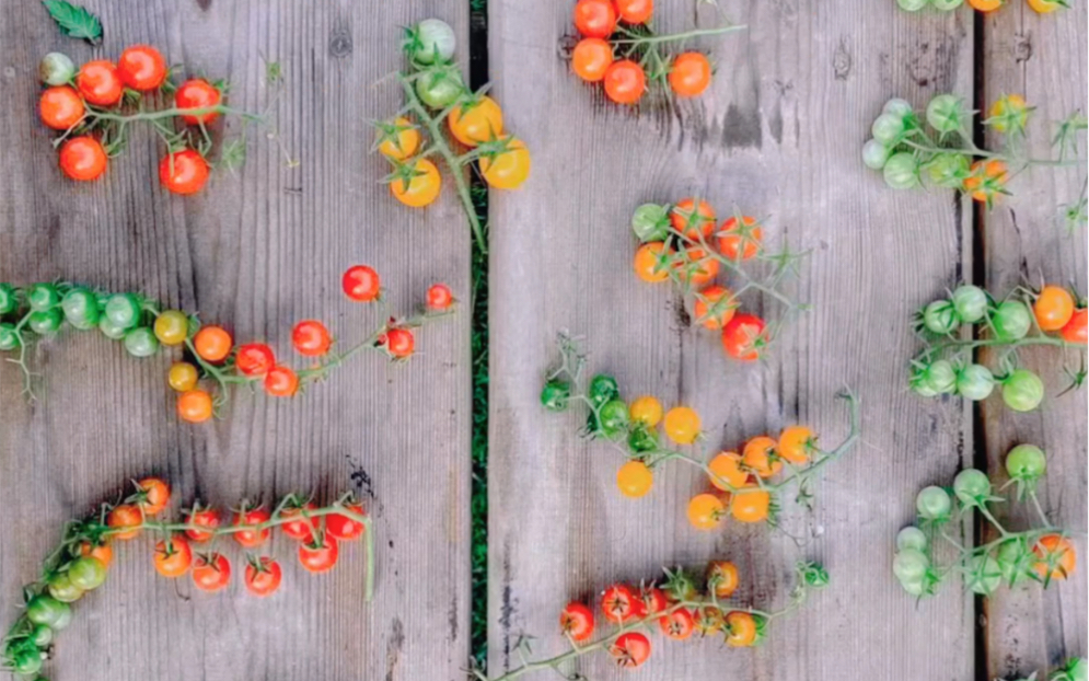 [图]🍅醋栗番茄🍅