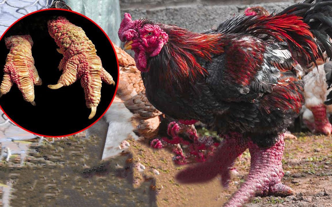 越南龙鸡,爪子比手腕还粗,最霸气的鸡中之龙