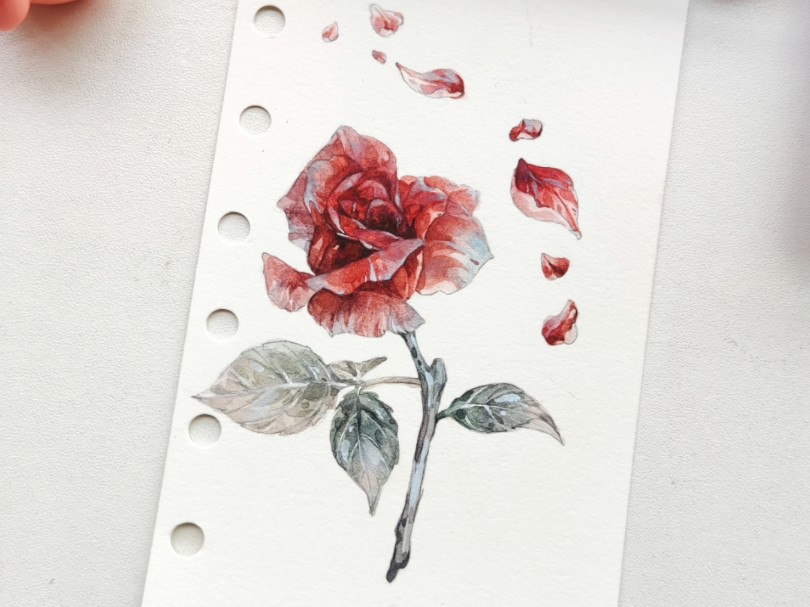 水彩教程|质感超棒的玫瑰花!