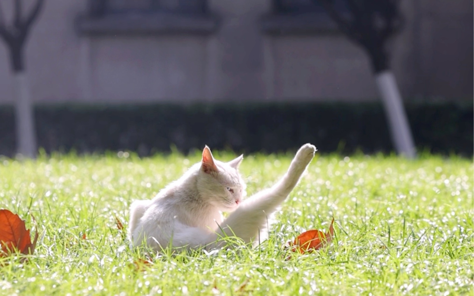 躺在草地上,沐浴阳光下