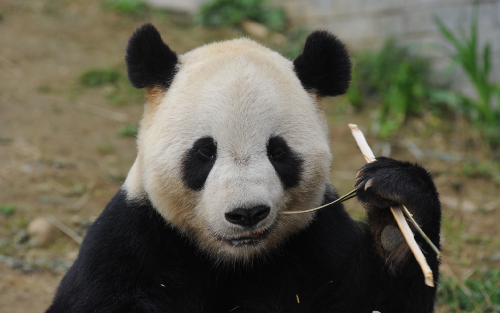 考古|泰山乖乖吃饭表现好,刘奶妈奖励他吃超大竹笋