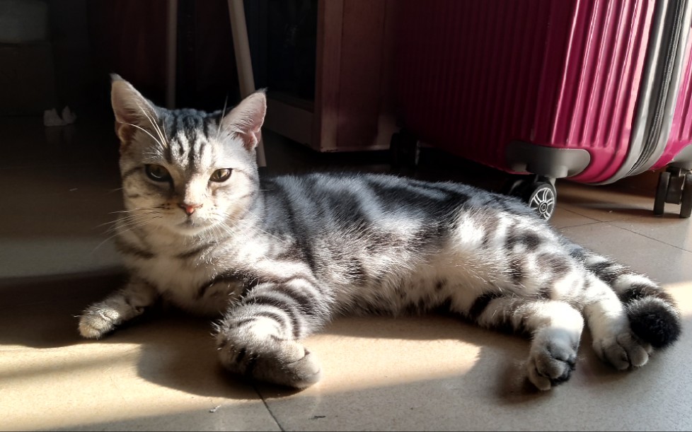 vlog#10 | 请大家吸猫【美短白虎斑】