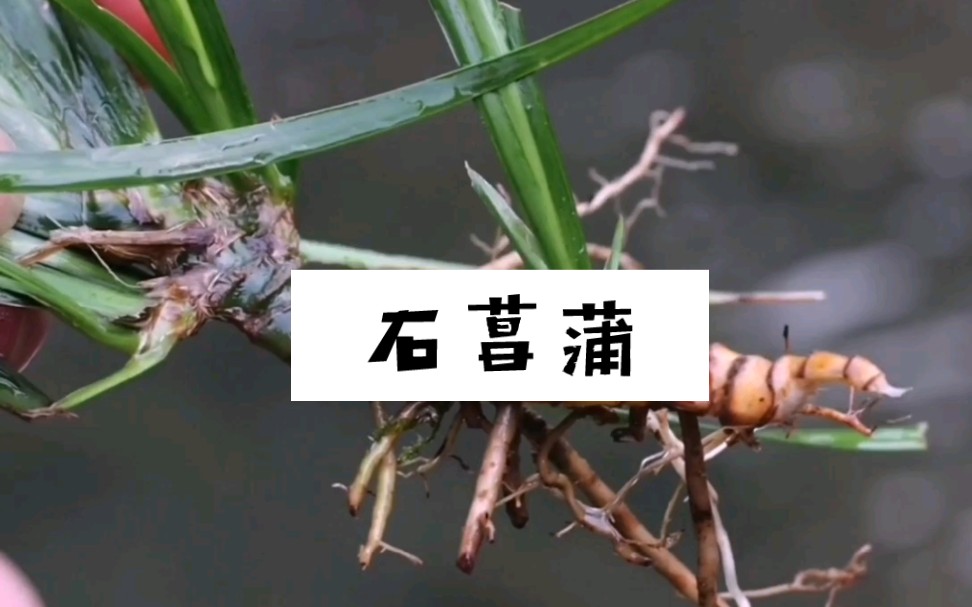 [图]这种植物叫石菖蒲，具有开窍豁痰醒神益智的作用，民间常用的一味药材