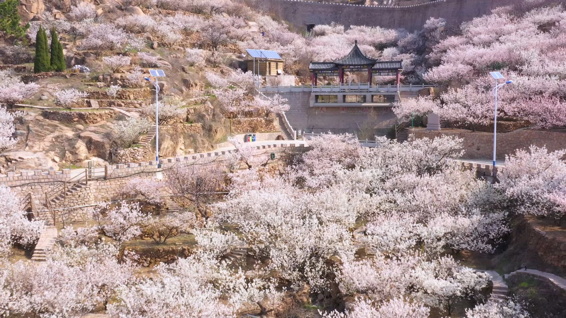 美哭!这里是青岛最美樱花山谷,2分钟带你看完哔哩哔哩bilibili