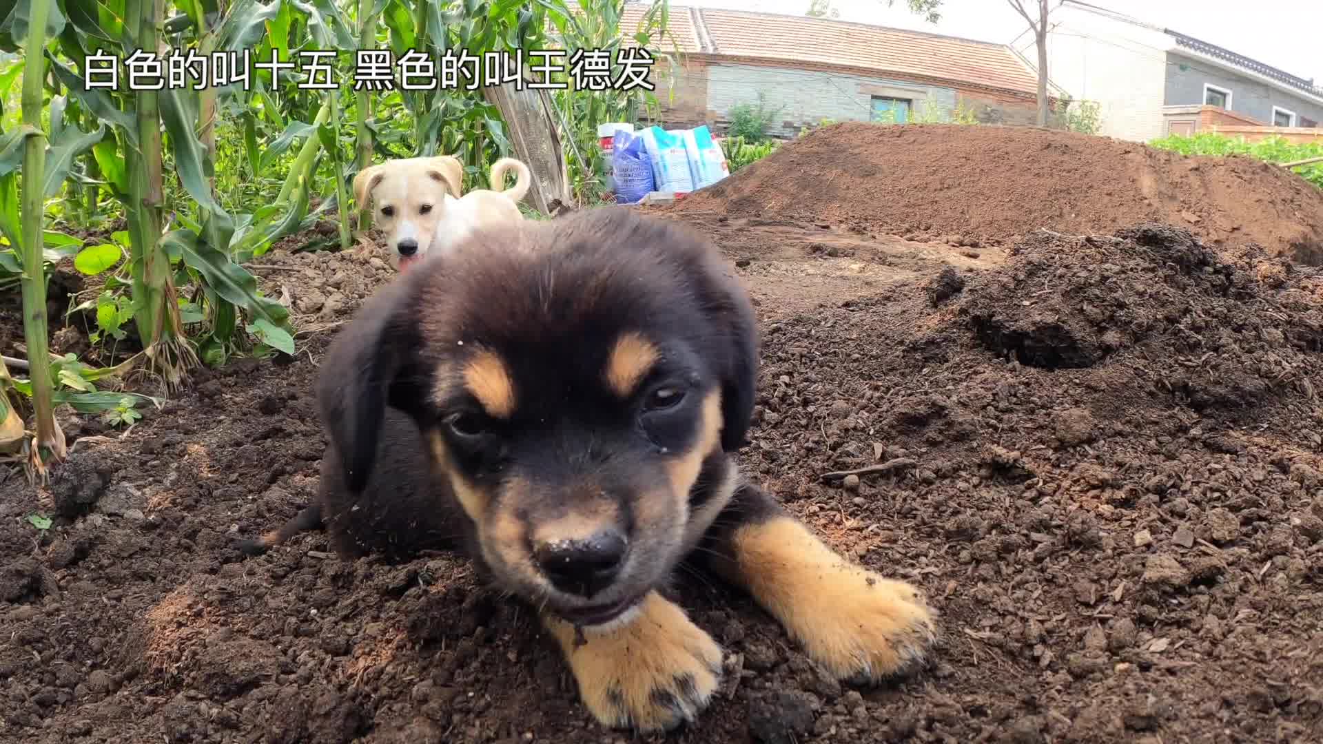 羊粪发酵日记:10吨羊粪发酵第5天,已经开始升温哔哩哔哩bilibili