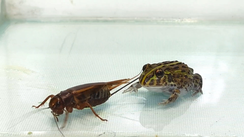 小牛蛙狂吃大蟋蟀
