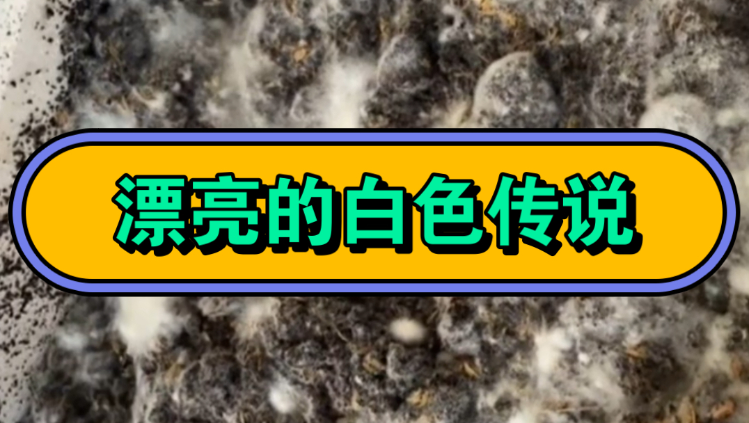 城市造土计划第3期:咖啡渣堆肥15天后的白色传说!!哔哩哔哩bilibili