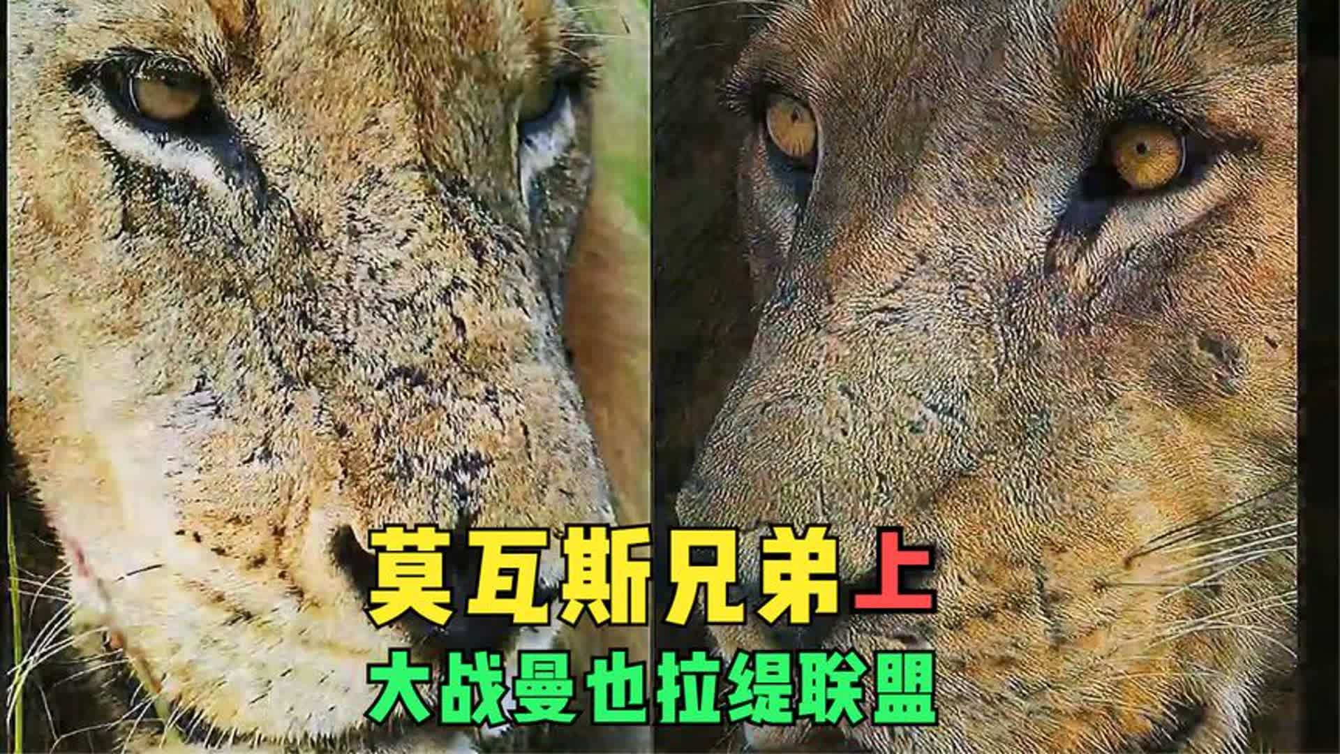 保卫者雄狮联盟国语版图片