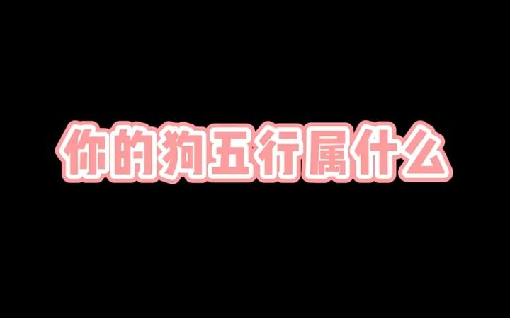 你的狗狗五行属什么哔哩哔哩bilibili