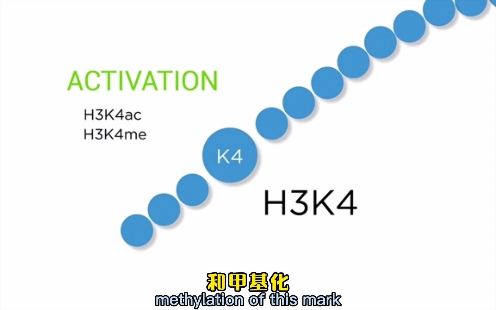 组蛋白H3K4甲基化是如何调节控制基因激活的?哔哩哔哩bilibili