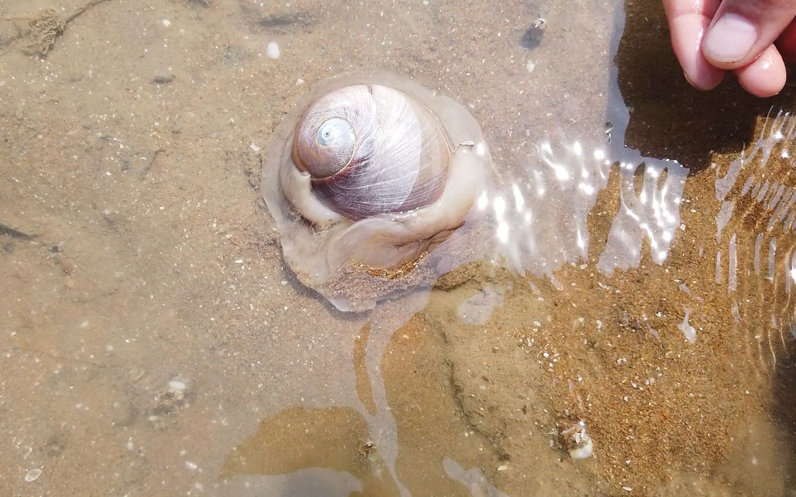 大梅赶海捡猫眼螺,一顿狂捏,带回家洗完热水澡做成炒面!