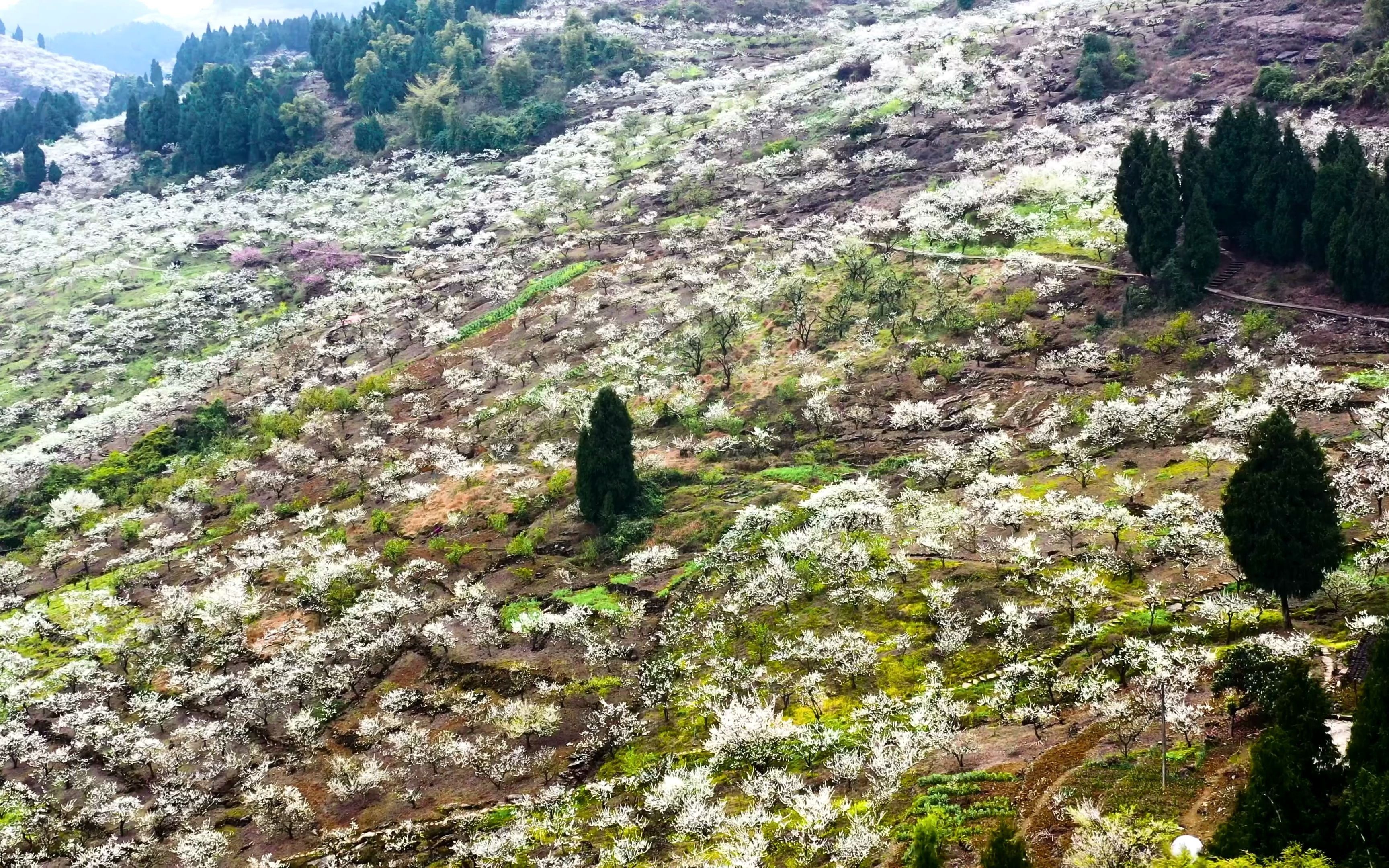 [图]世外桃源归隐山林李花