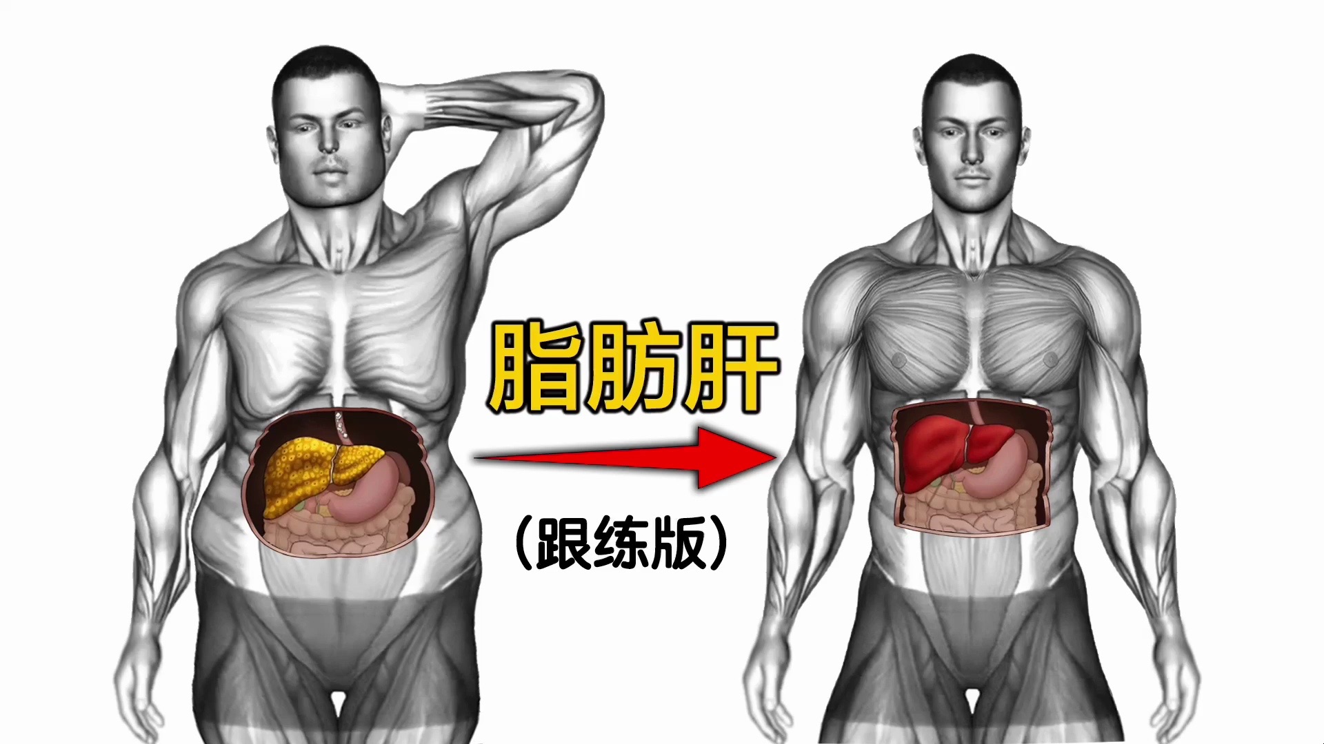 改善脂肪肝训练（跟练版），一练就有效果