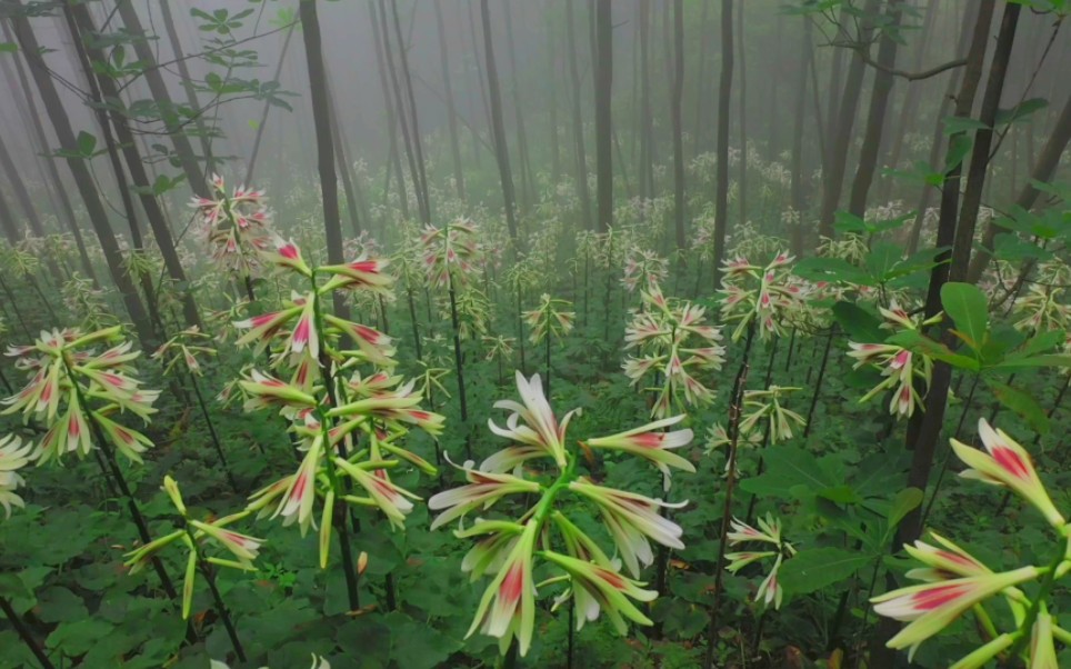 [图]四川最美野百合花海！全国罕见！