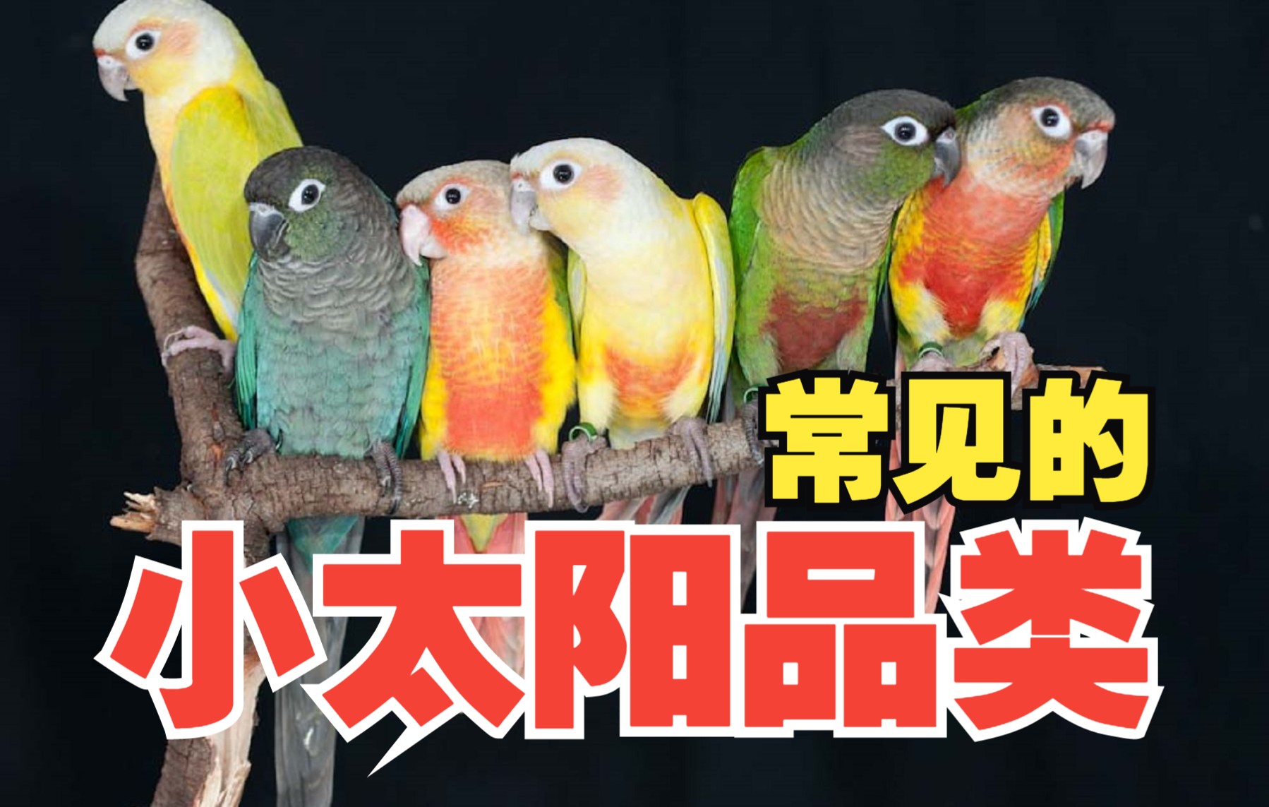 国内常见的小太阳品种_哔哩哔哩_bilibili