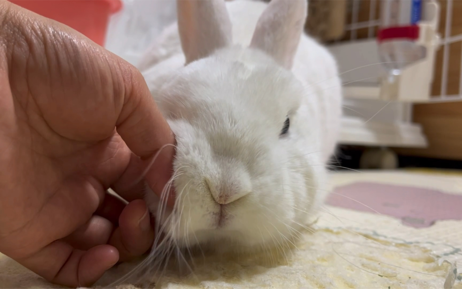 最近都没有好好地给小兔子捏脸