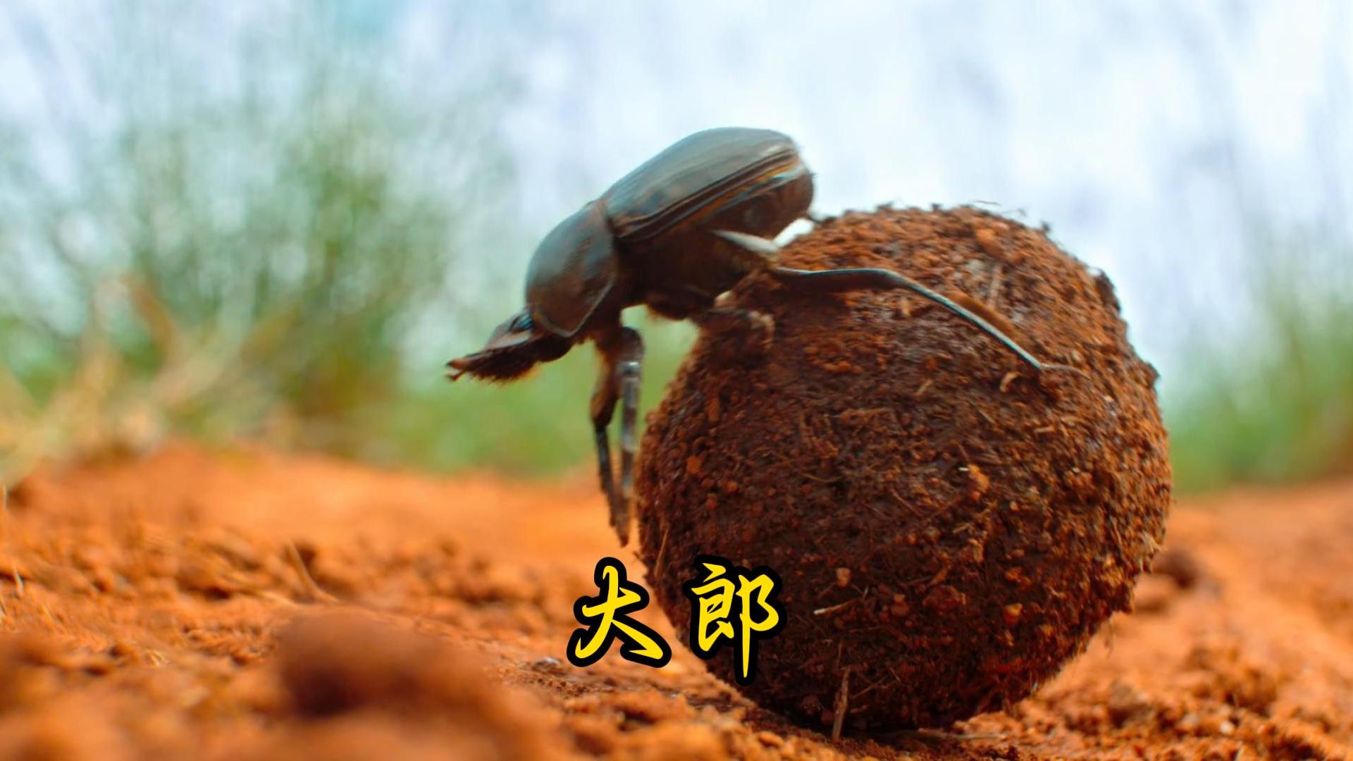 屎壳郎吃屎的原因在于