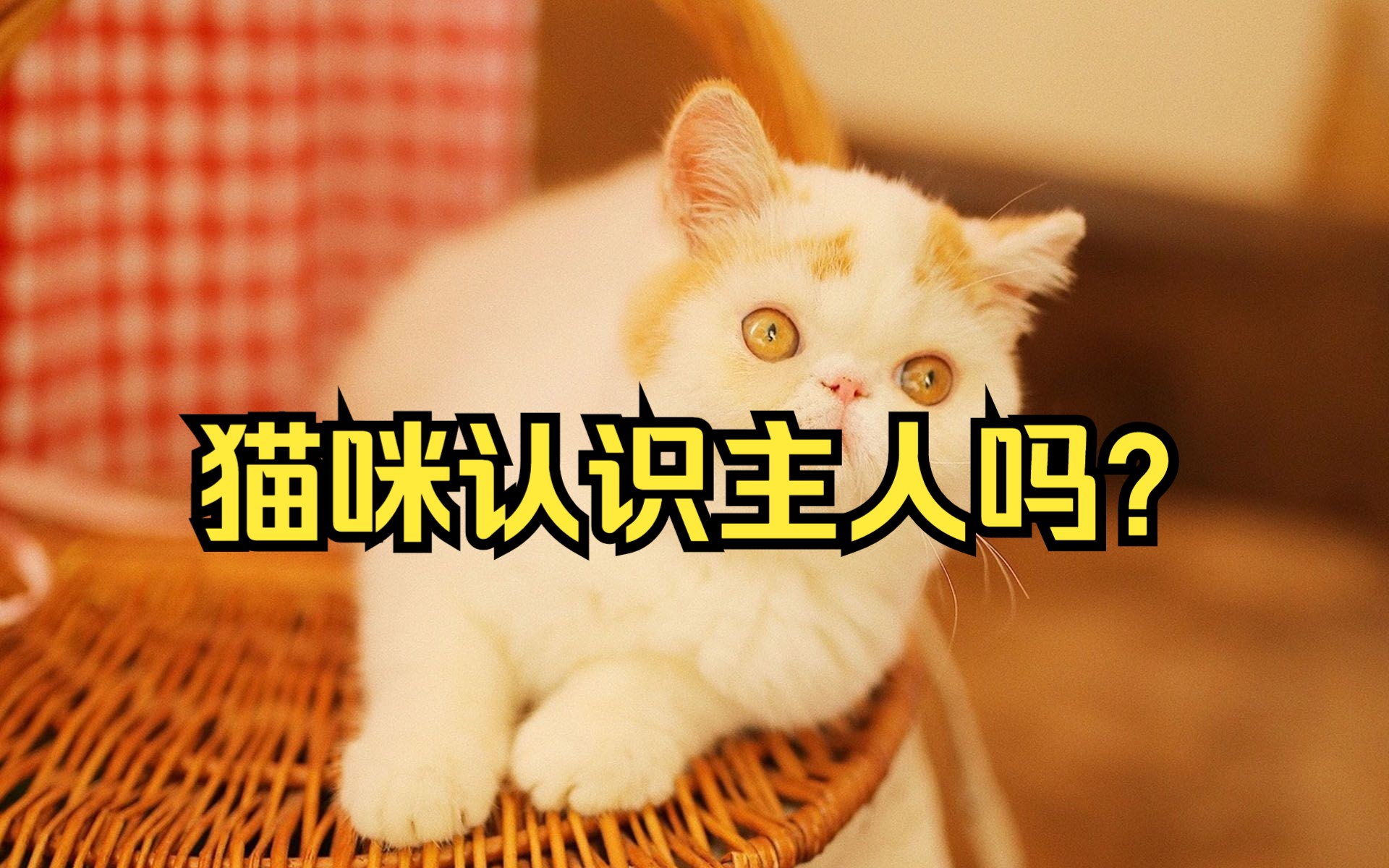 猫咪认识主人吗?#萌宠知识#宠物#猫咪科普哔哩哔哩bilibili