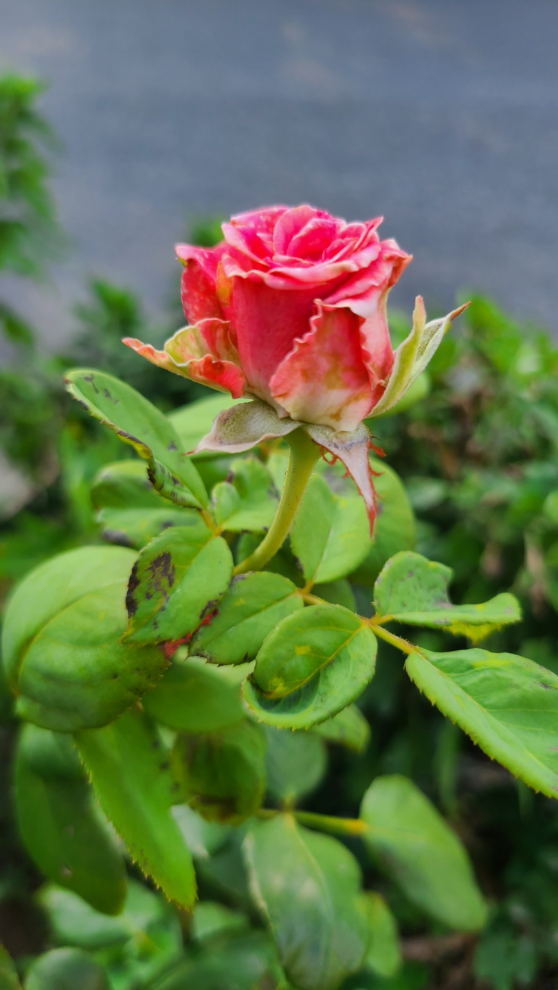 让花开快乐生活