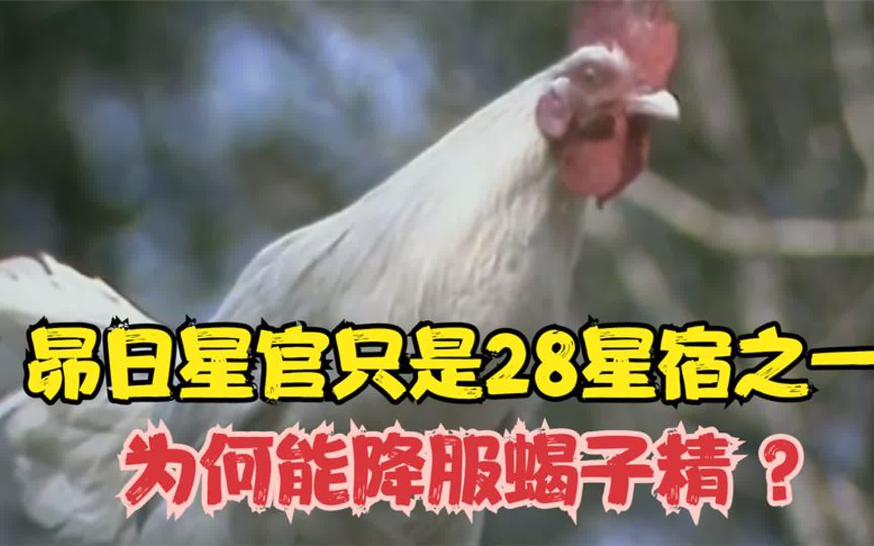 [图]昴日星官只是28星宿之一，为何能降服连如来都害怕的蝎子精？