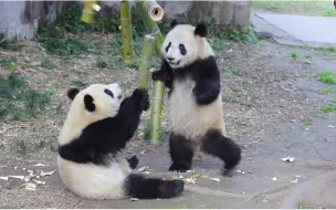 Скачать видео: 【莽星星莽辰辰】莽辰辰：锅锅，泥坐下！不要卷！地球是圆勒，它转啊转的会自己转回来的！别捉急！