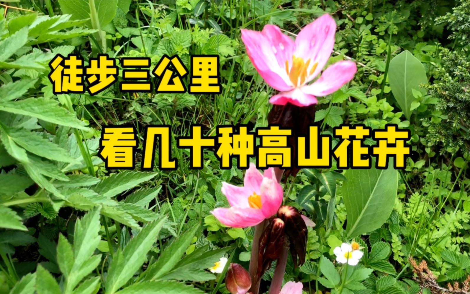 一座独属于你的高山植物园,你想要吗?哔哩哔哩bilibili