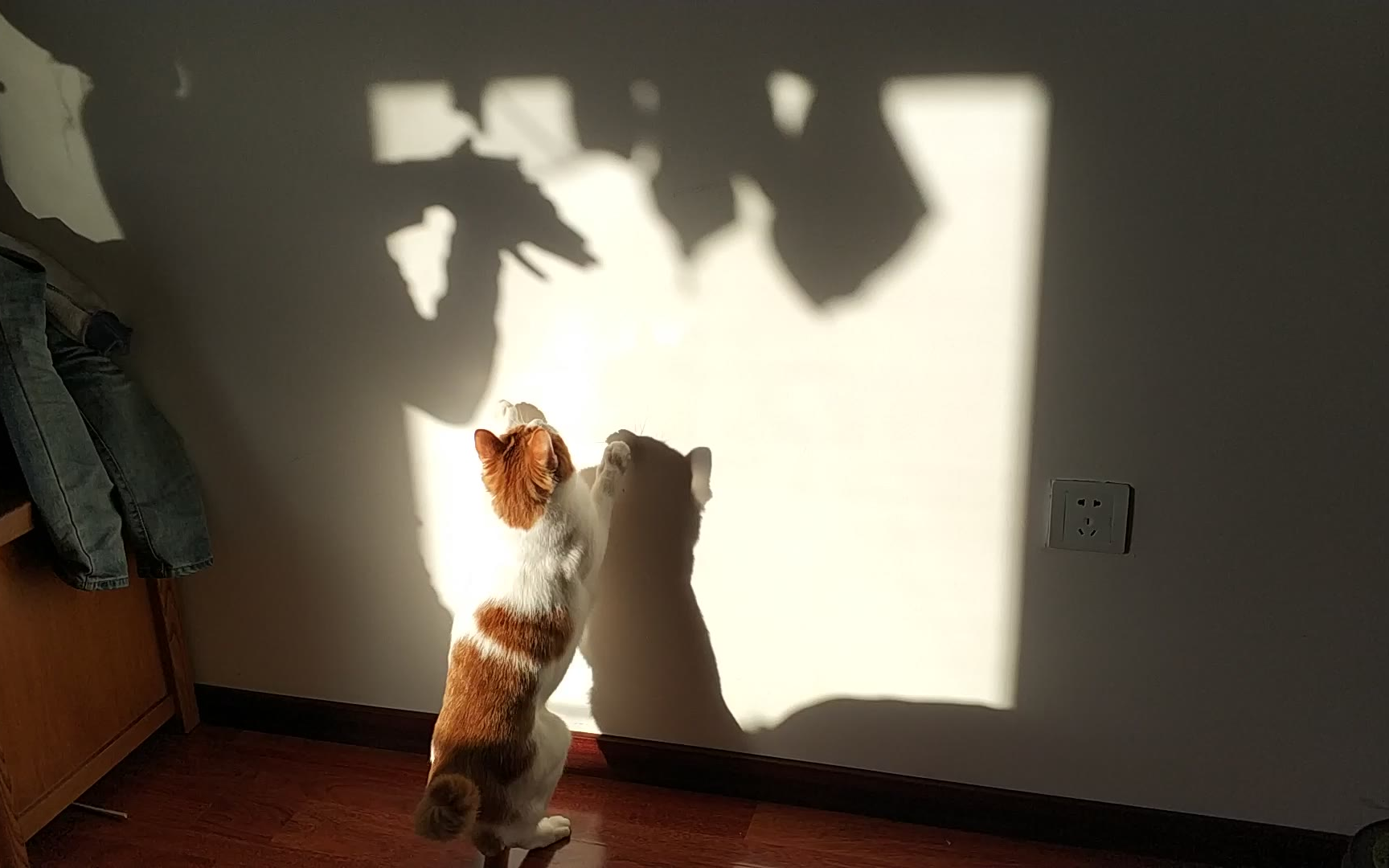 [喵星人哈唧作]爱玩手影的猫咪咪