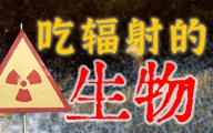 以核辐射为食的生物