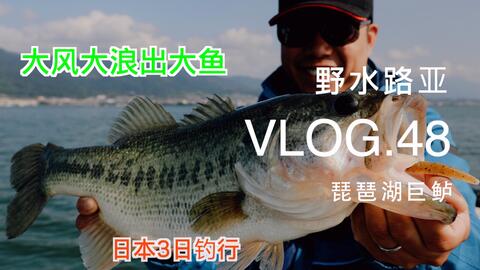 琵琶湖岸钓 巨大鱼 哔哩哔哩