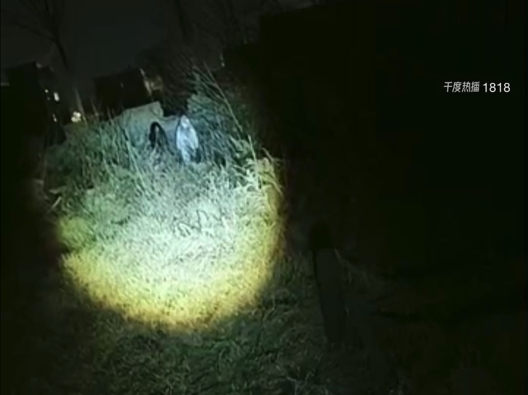 2025-01-07千度户外洋子探险灵异事件(千度平台直播,房间号1818,每晚