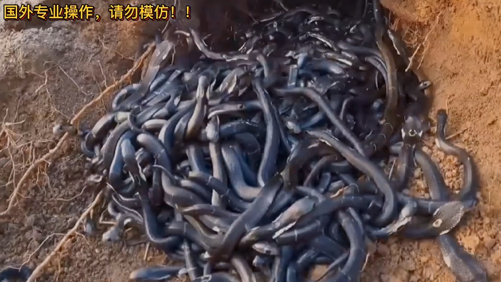 上千条眼镜蛇盘踞在一起,你见过吗