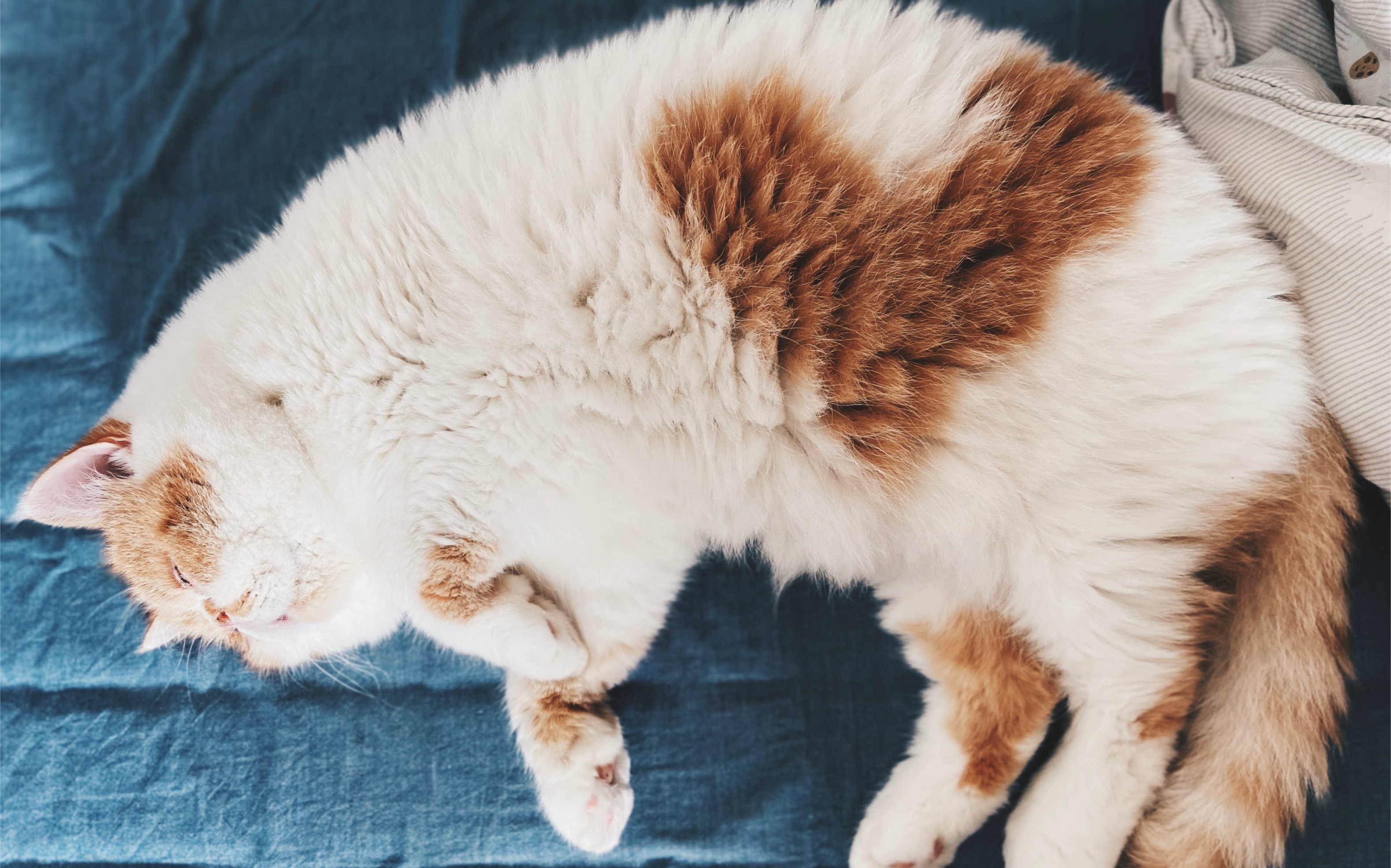 活动作品一根猫薄荷换一支猫拖把