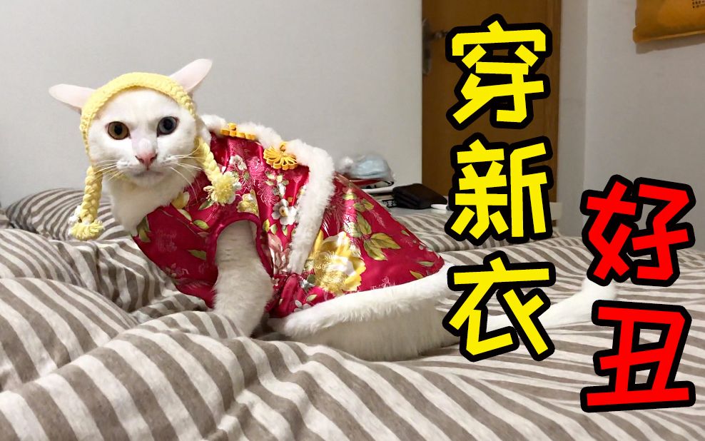 过新年穿新衣,主人给猫咪穿上新衣服,被小猫嫌弃太丑_哔哩哔哩_bili