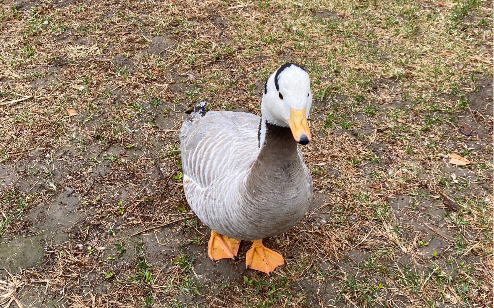 北京动物园不怕人的两只小鸭子镜头感十足