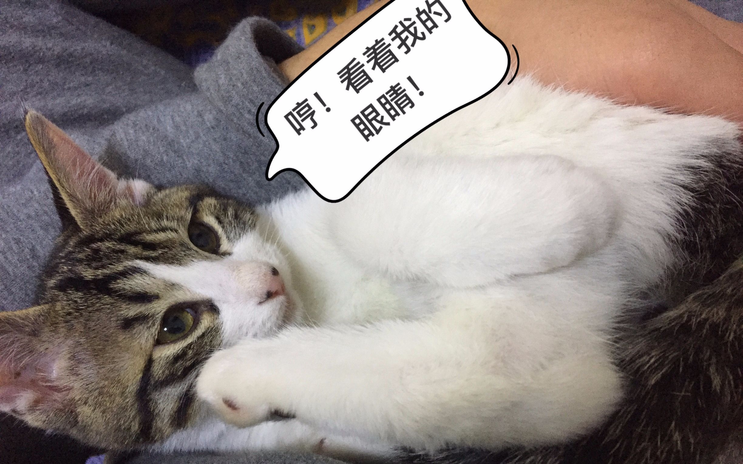 看到了不该看的东西,没有办法直视小芋头了.